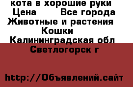 кота в хорошие руки › Цена ­ 0 - Все города Животные и растения » Кошки   . Калининградская обл.,Светлогорск г.